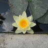 M. Cinzia Strano